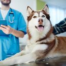 Was kostet ein Tierarzt Besuch für einen Hund?
