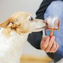 5 Tipps für den Fellwechsel beim Hund