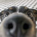 Hunde Kamera: Unsere Testsieger