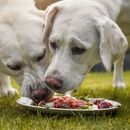 Diätfutter für Hunde