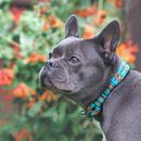 Unser liebstes Tau Halsband für Hunde: 5 Favoriten
