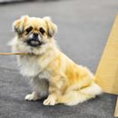 5 Tipps für den Städtetrip mit Hund - wie das ideal klappt, so dass jeder was davon hat!