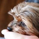 Versicherungen für Haustierhalter: so sichern Sie sich und Ihren Liebling ab