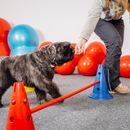 What is a clicker and what does it do for dog training?