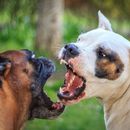 5 tips to master dog encounters without problems and aggression
