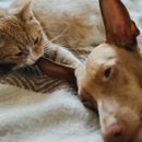 How to introduce dogs and cats - With these 3 tips it succeeds