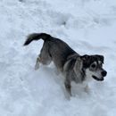 8 actividades para perros durante el invierno en Austria