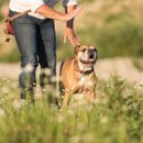 3 consejos para que tu perro aprenda a comprender y respetar el comando "¡Quieto!"