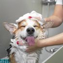 ¿Tengo que bañar a mi perro?