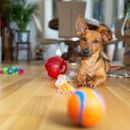 3 consejos para jugar a la pelota con el perro