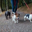 Marche détendue en laisse malgré la présence d'autres chiens - 3 conseils pour la conduite en laisse