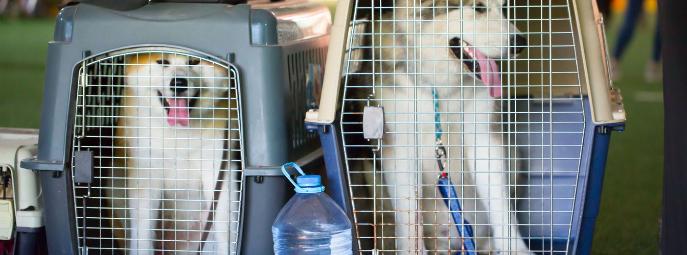 Hundetransportboxen: Nicht nur auf die Größe kommt es an