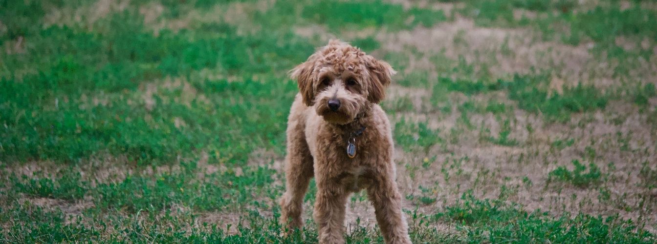 You want a poodle? Then read these things beforehand