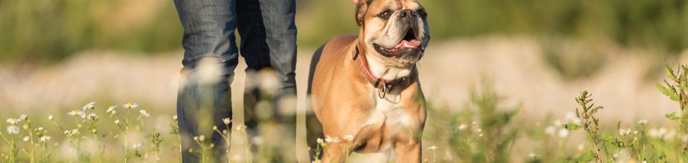 Bulldog continental que acaba de aprender a conducir El perro aprende la orden "Quieto", Bulldog Continental de pie en un prado con su dueño, raza de perro mediana con pelaje corto, perro principiante, perro similar al Bulldog