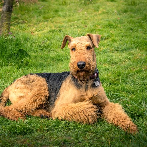Airedale Terrier liegt auf einer grünen Wiese, braun schwarzer Hund mit Locken und Kippohren, großer Hund ähnlich Foxterrier
