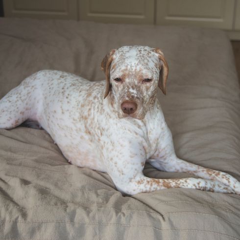 Braque Du Bourbonnais liegt auf Bett, großer weißer Hund mit braunen Punkten, französische Hunderasse, Hund mit Schlappohren, Französische Pointer, Hund im Bett