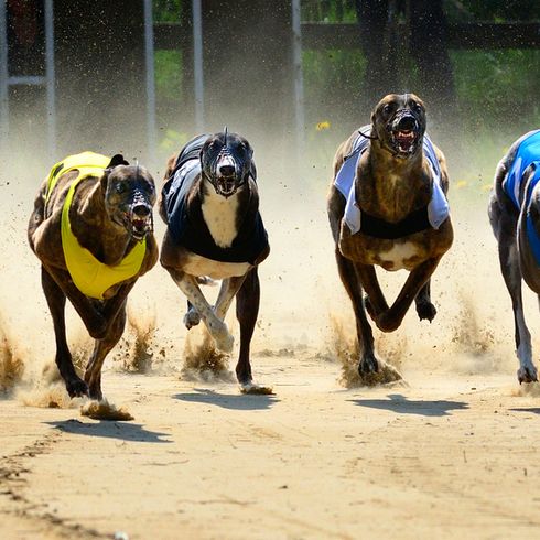 Greyhound Hunde rennen um die Wette, Hundewetten, Hunderennen, englische Hunderasse die sehr schlank ist, Windhund