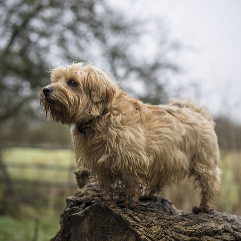 ausgewachsener Norfolk Terrier der geschoren werden muss, Hund der regelmäßige Schur benötigt, langhaariger Rauhaar Hund Norfolk, großbrittanische Hunderasse
