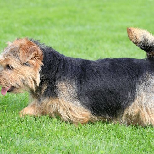 loh Hund, Norfolk Terrier, kleiner Hund mit kurzen Beinen, stämmige Hunderasse, kleine Hunderasse mit rauhaarigem Fell, wirehaired Hund