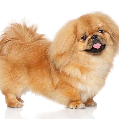 kleiner blonder Hund der aussieht wie ein Chihuahua Hund aber ein Pekinese ist, Pekingese Hund mit sehr kurzer Schnauze haben oft einen Vorbiss und Fehlstellung des Gebiss