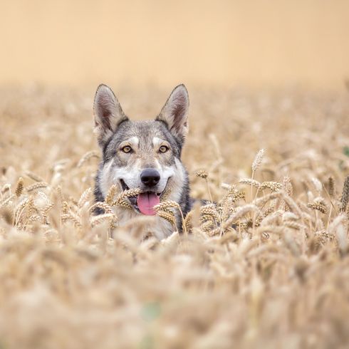 Saarloos Wolfshund Gras, Wolfshund aus Holland