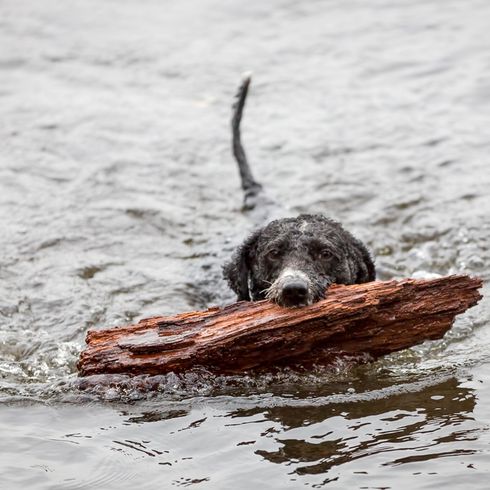 Spanischer Wasserhund, Perro de agua espanol, schwimmender Hund, Hund der Wasser liebt und apportieren liebt