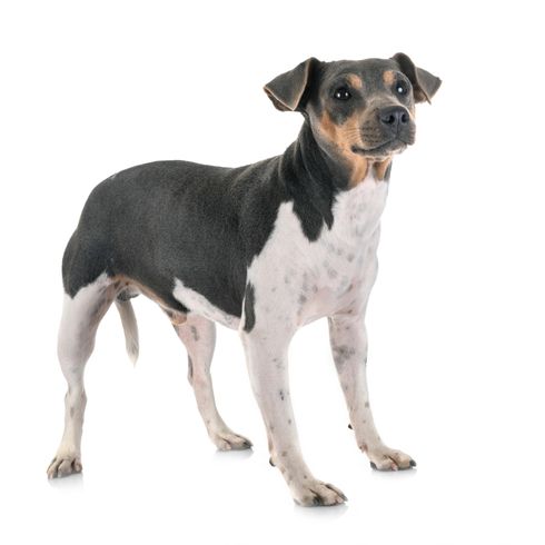 Terrier Brasileiro Ganzkörperfoto,  dreifärbiger kleiner Hund, mittelgroße Hunderasse aus Brasilien