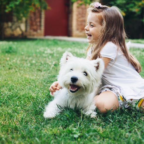 Mädchen und kleiner weißer Hund, Westhighland White Terrier aus Schottland, schottische Hunderasse, kleiner Familienhund mit Stehohren