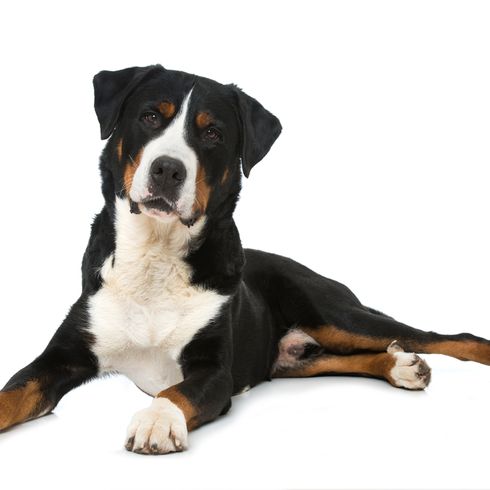 Appenzeller mountain dog lying on white background, brown white black swiss mountain dog, medium dog breed