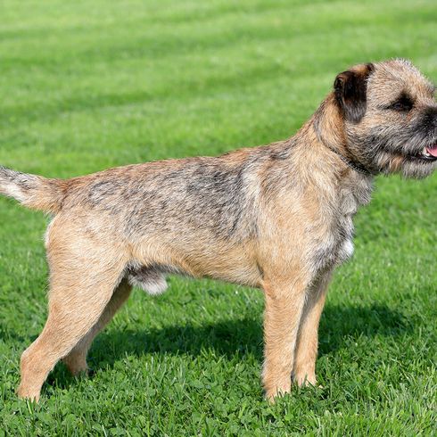 Dogs with a short tail, border terrier, rough haired dogs, dog with brown black coat, small dog breed