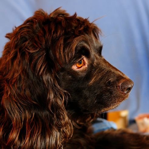 Boykin spaniel brown photographed from the side, dog with wavy long ears, medium dog breed