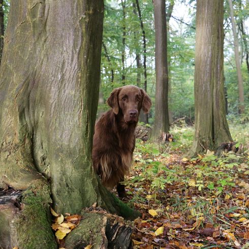 brown big dog with long straight hair that looks like a labrador but is a flatcoated retriever