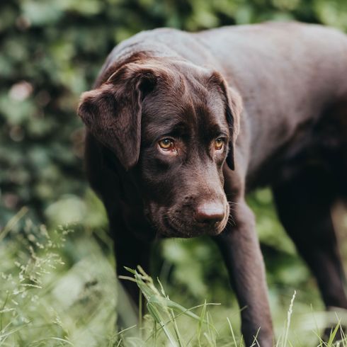 brown Labrador Dog,Mammal,Vertebrate,Canidae,Dog breed,Labrador retriever,Retriever,Carnivore,Sporting Group,Pointing breed,