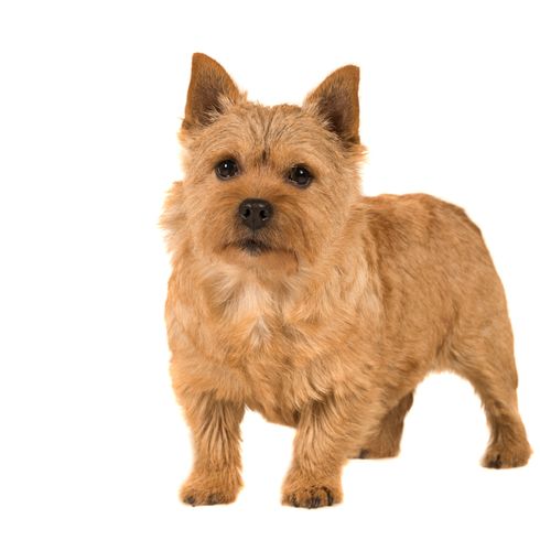 Dog,Mammal,Vertebrate,Dog breed,Canidae,Carnivore,Australian terrier,Terrier,Cairn terrier,Norwich terrier,