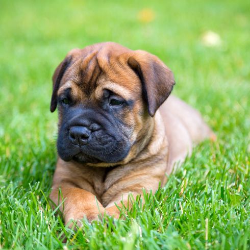 Dog,Mammal,Vertebrate,Dog breed,Canidae,Ori-pei,Carnivore,Bullmastiff,Boerboel,English mastiff,