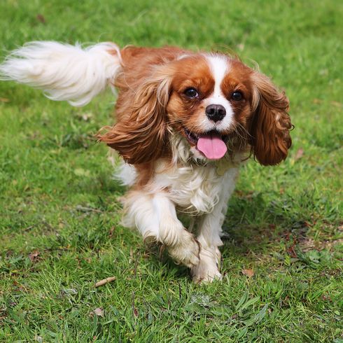 Dog,Mammal,Vertebrate,Dog breed,Canidae,King charles spaniel,Cavalier king charles spaniel,Carnivore,Companion dog,Cocker spaniel,