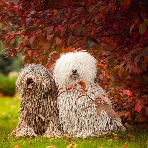 Komondor dogs on the meadow, hungarian dog breed, dog from hungary, wischmophund, dog with shaggy fur