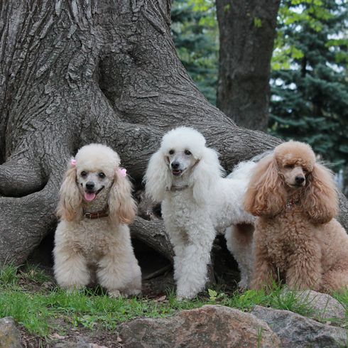 Mammal,Dog,Vertebrate,Canidae,Standard Poodle,Poodle,Dog breed,Carnivore,Sporting Group,Companion dog,