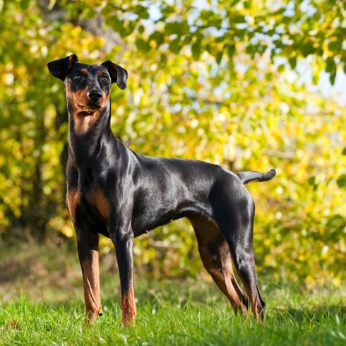 German Pincscher standing on a meadow looking into the camera, dog shining black, shiny fur, German dog breed, medium dog breed with tilt ears