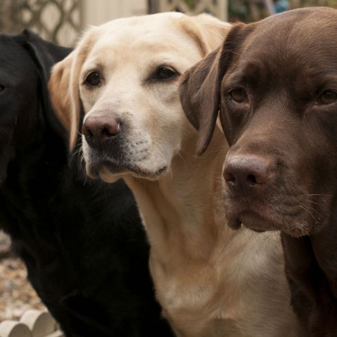 Labrador in black brown white Dog,Mammal,Vertebrate,Dog breed,Canidae,Labrador retriever,Weimaraner,Carnivore,Sporting Group,Retriever,