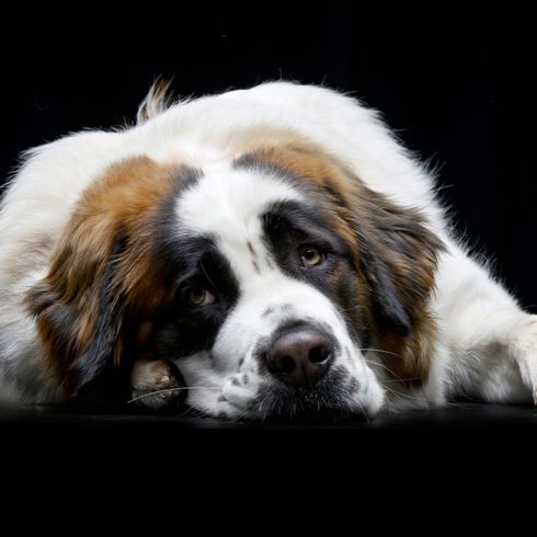 Moscow guard dog lying on a bode, big dog that is aggressive but can also be calm, dog similar to St. Bernard