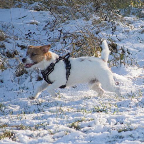 Schnee,Hund,Fleischfresser,Hunderasse,Gefrieren,Rehkitz,Begleithund,Winter,Sportgruppe,Schwanz,