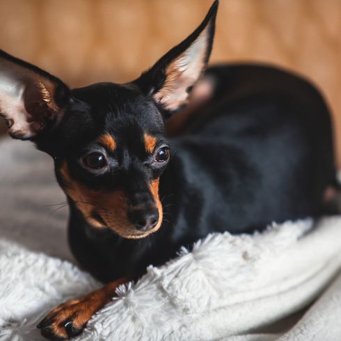 Russkiy Toy red brown, small dog breed from Russia, Russian dog breed, Terrier, Russian Toy Terrier, hanging ears with long fur, dog similar to Chihuahua