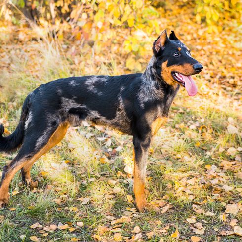 Dog,Mammal,Vertebrate,Dog breed,Canidae,Carnivore,Working dog,Rare breed (dog),Toy manchester terrier,