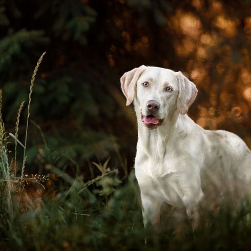 white Labrador working line Dog,Mammal,Vertebrate,Canidae,Dog breed,Carnivore,Dogo argentino,Sporting Group,Grass,Labrador retriever,