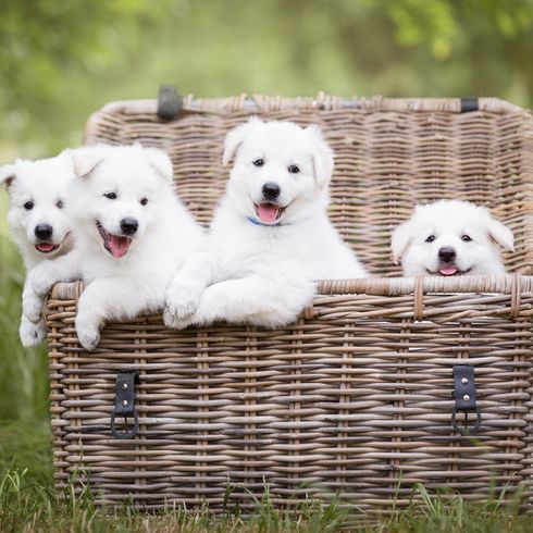 four white shepherd puppies that do not have prick ears yet, dog that is born with floppy ears and then gets prick ears, white big dog, puppies of a swiss dog breed