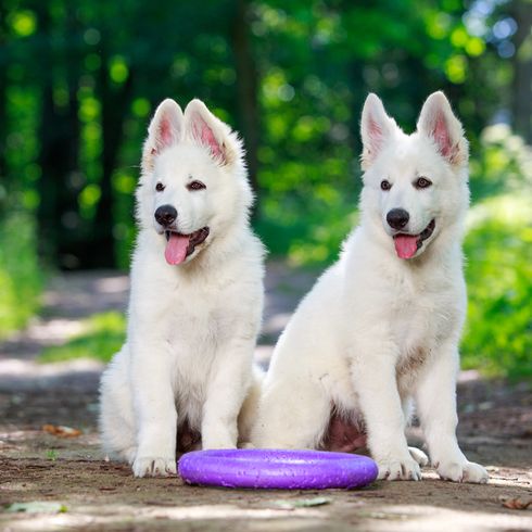 two small young dogs of the swiss white shepherd sitting in the forest waiting for the owner to play frisbee, dog with standing ears and panting, dog with long white fur