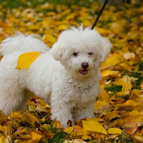 Perro boloñés, perro de Italia, raza de perro blanco pequeño, perro parecido al maltés, perro parecido al habanero, perro con rizos, perro familiar, perro en otoño, perro pequeño con muchos rizos