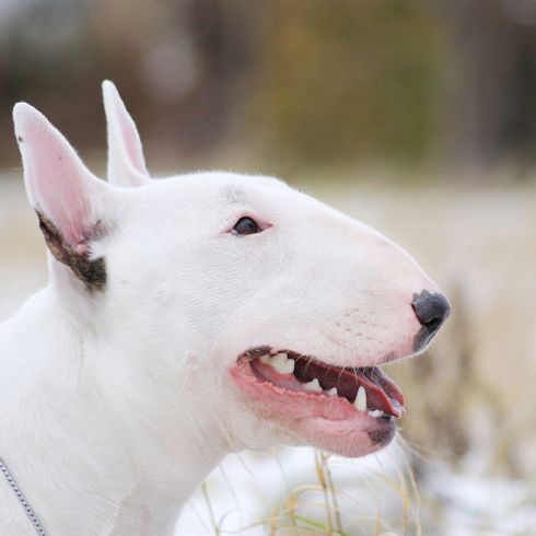 Perro, Mamífero, Vertebrado, Bull Terrier (Miniatura), Canidae, Raza de perro, Old English Terrier blanco, Bull Terrier blanco, Terrier blanco inglés, Perro de pelea, Raza de perro peligrosa, Perro blanco mediano, Perro de lista