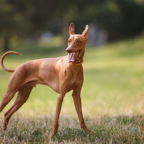 Cirneco dell Etnas en un WIese, perro de tamaño mediano raza marrón rojo, el perro con las orejas de pie muy grande, las orejas de murciélago